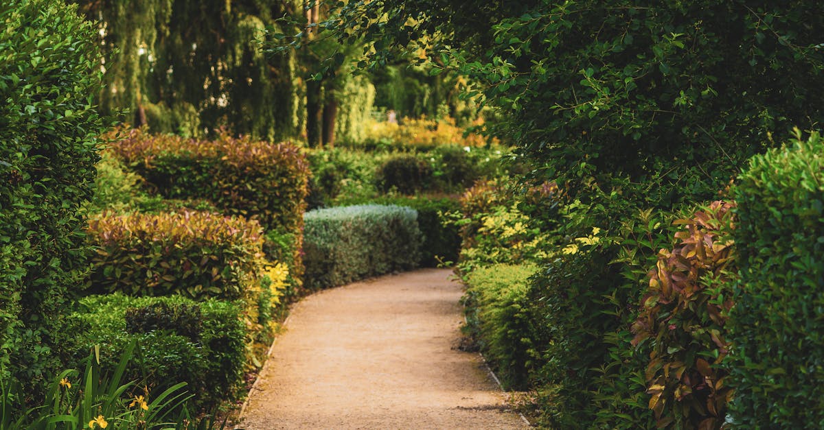 Designing Functional Spaces with Companion Planting