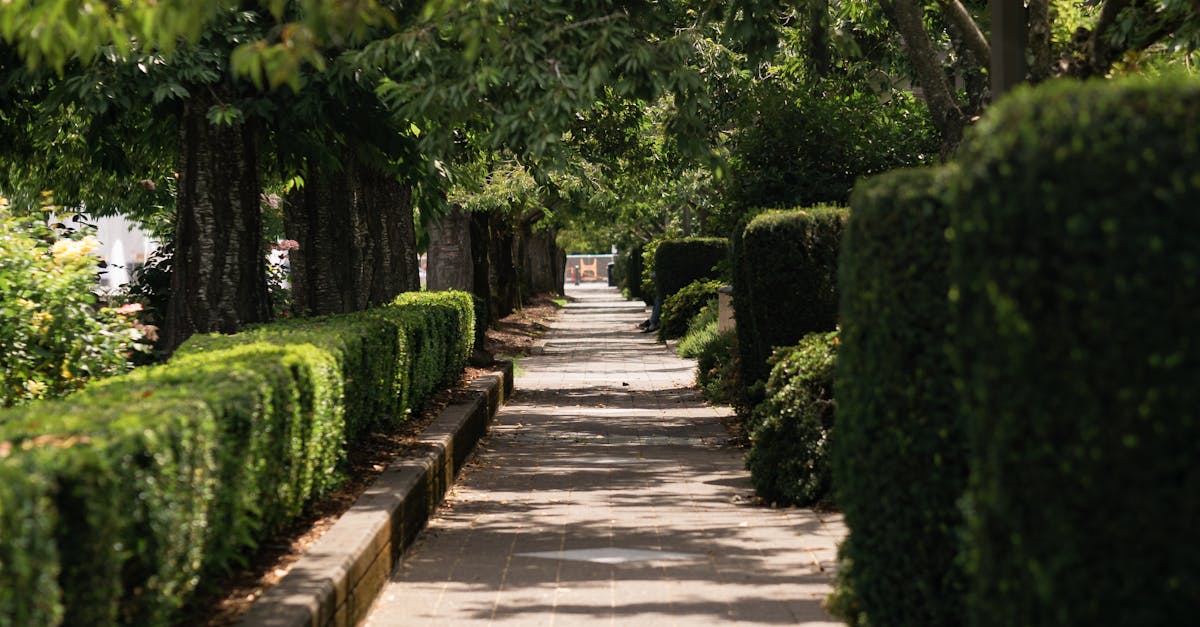 Edible Plant Ideas for Urban Residential Landscapes