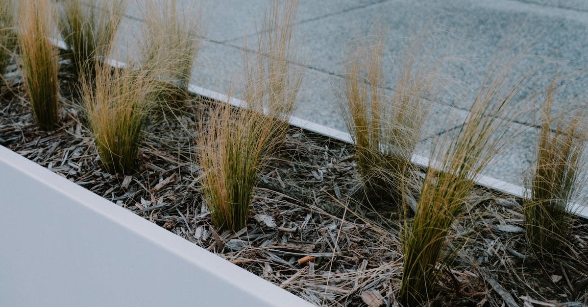Enhancing Corporate Identity with Thoughtful Landscaping