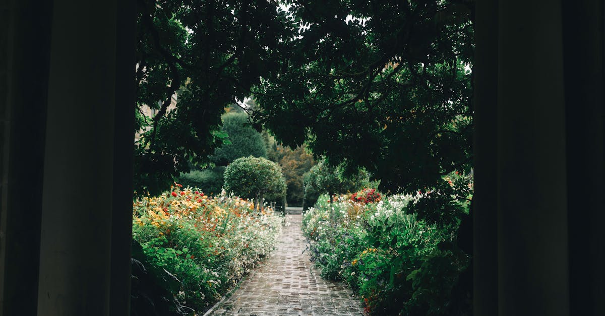 Low Maintenance Plants for Busy Homeowners