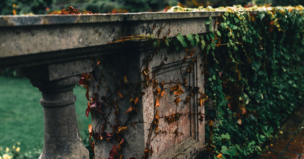 Seasonal Planting Strategies for Native Species in Victoria