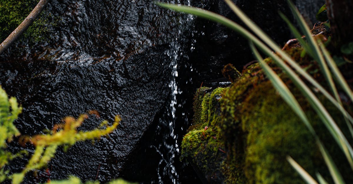 The Impact of Native Plants on Local Wildlife