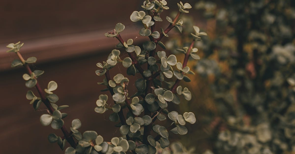 The Importance of Organic Matter in Soil Health for Sustainable Landscapes