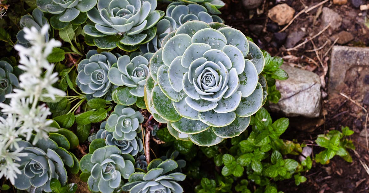 The Importance of Retaining Walls in Residential Landscape Design