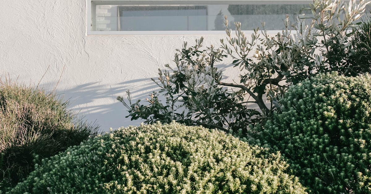 The Role of Edging in Enhancing Garden Aesthetics